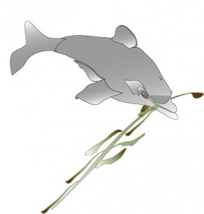 dolphin and seaweed